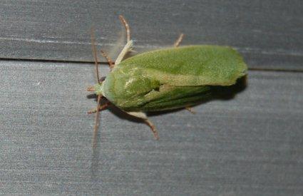 Earias insulana