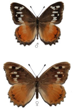Chazara bischoffii