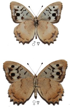 Chazara bischoffi