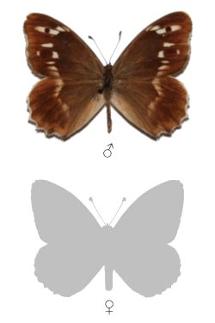 Chazara sartha eitschbergeri