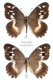 Chazara sartha