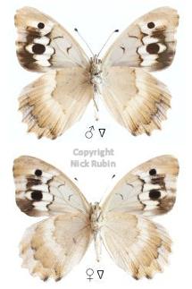 Chazara sartha