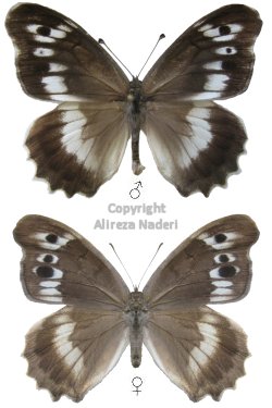 Chazara egina mortezai