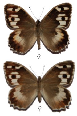 Chazara persephone