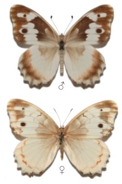 Chazara rangontavica