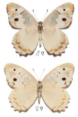 Chazara rangontavica