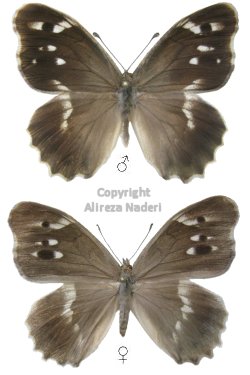Chazara kaufmanni sieversi