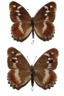 Chazara staudingeri gultschensis