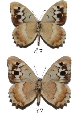 Chazara staudingeri gultschensis
