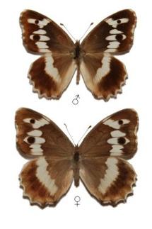 Chazara staudingeri