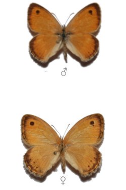 Coenonympha pamphilus pamphilus lyllus