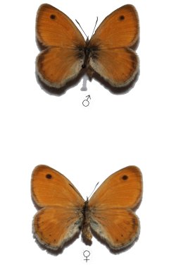 Coenonympha pamphilus