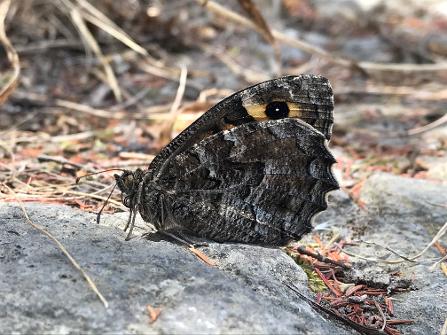 Hipparchia sbordonii