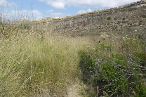 Lasiommata megera