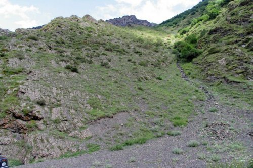 Pseudochazara alpina