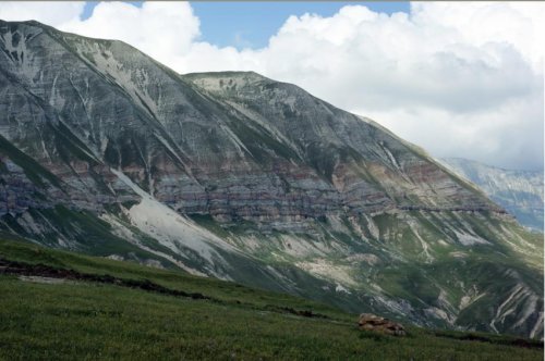Pseudochazara alpina