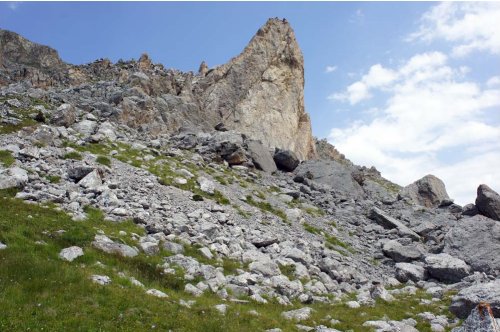 Pseudochazara alpina