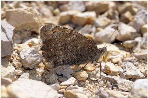 Pseudochazara mniszechii