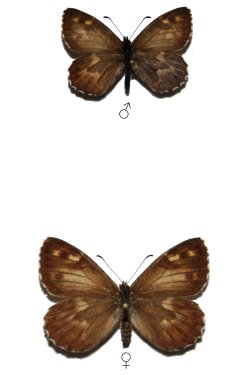 Hipparchia caldeirense