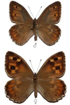 Hipparchia christenseni