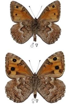 Hipparchia christenseni
