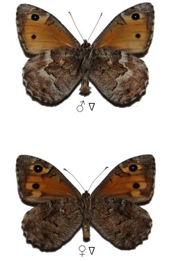 Hipparchia cypriensis
