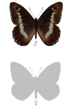 Hipparchia ellena