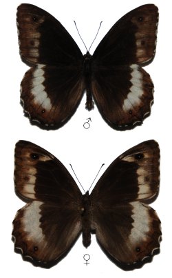 Hipparchia fagi