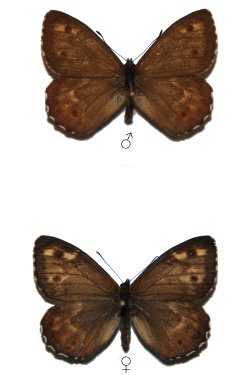 Hipparchia miguelensis