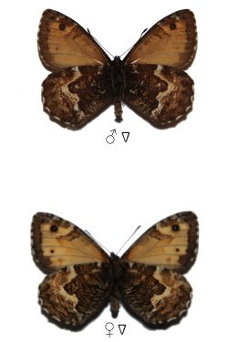 Hipparchia miguelensis