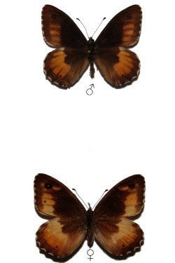 Hipparchia neomiris