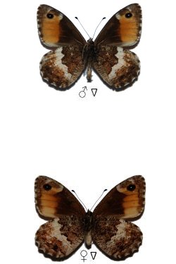 Hipparchia neomiris