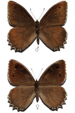 Hipparchia pisidice
