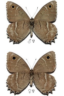 Hipparchia pisidice
