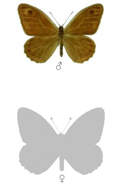 Hipparchia powelli