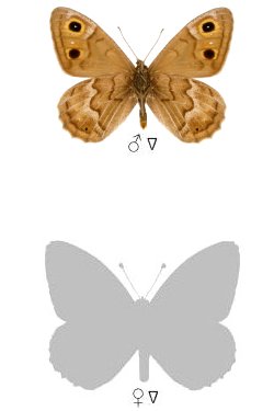 Hipparchia powelli