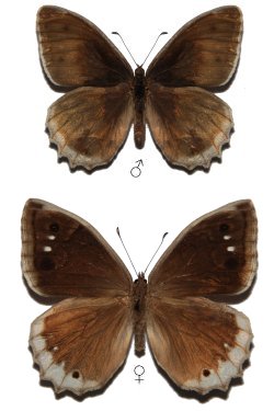 Hipparchia stulta