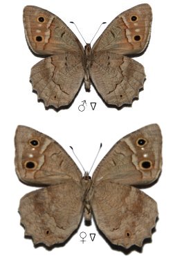 Hipparchia stulta