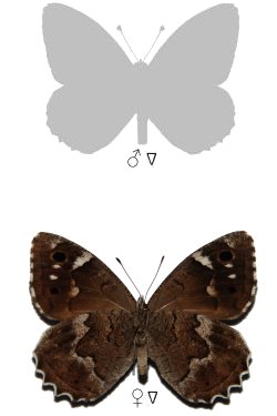 Hipparchia wyssii bacchus