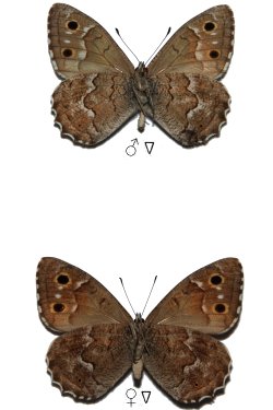 Hipparchia wyssii wyssii