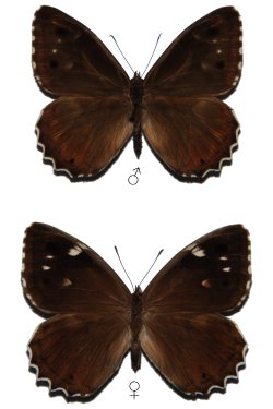 Hipparchia wyssii