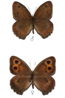 Hyponephele lycaon