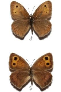 Hyponephele maroccana