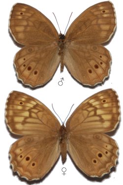 Kirinia epaminondas