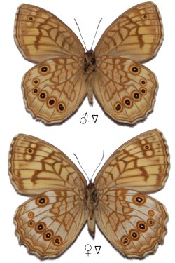 Kirinia epaminondas