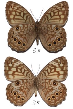 Kirinia epimenides