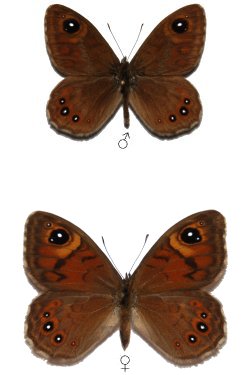 Lasiommata meadewaldoi
