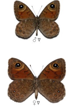 Lasiommata meadewaldoi