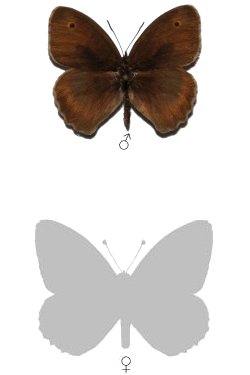 Maniola chia