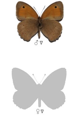 Maniola chia